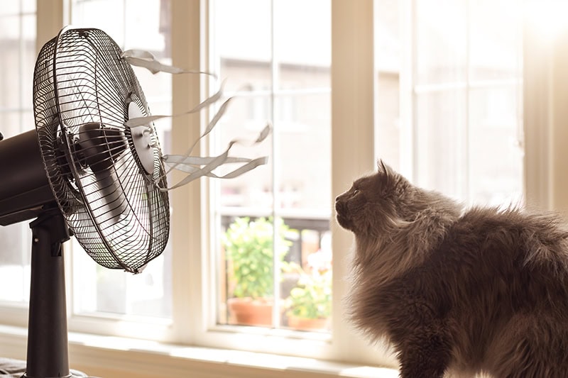 A cat in front of an electric fan.